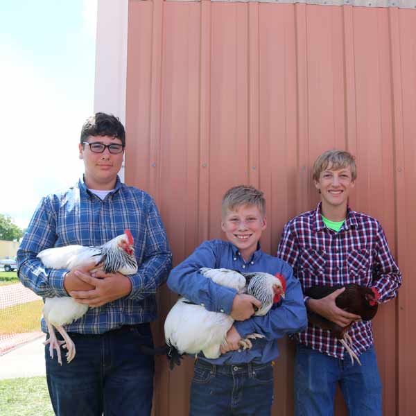 photo of junior fair members with poultry